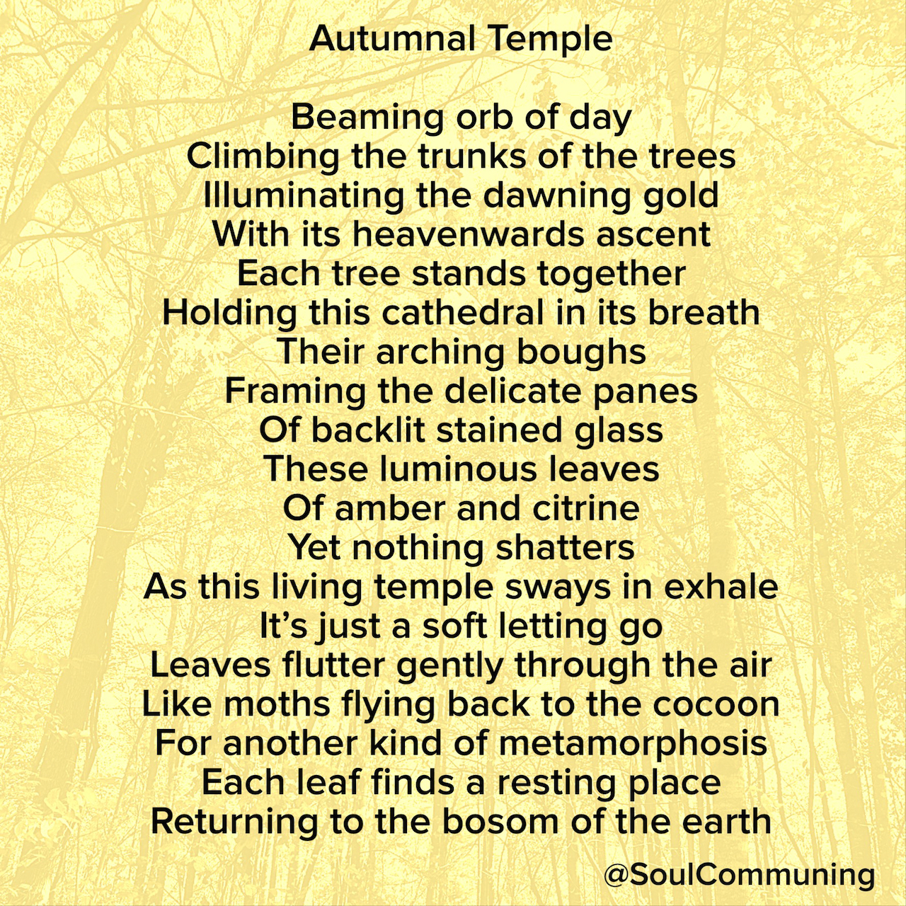 Beaming orb of day Climbing the trunks of the trees Illuminating the dawning gold With its heavenwards ascent Each tree stands together Holding this cathedral in its breath Their arching boughs Framing the delicate panes Of backlit stained glass These luminous leaves Of amber and citrine Yet nothing shatters As this living temple sways in exhale It’s just a soft letting go Leaves flutter gently through the air Like moths flying back to the cocoon For another kind of metamorphosis Each leaf finds a resting place Returning to the bosom of the earth